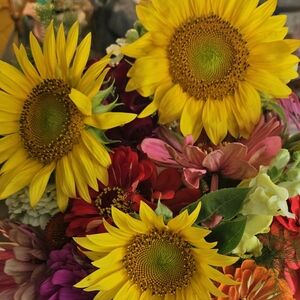 Meet your Posher, Ann